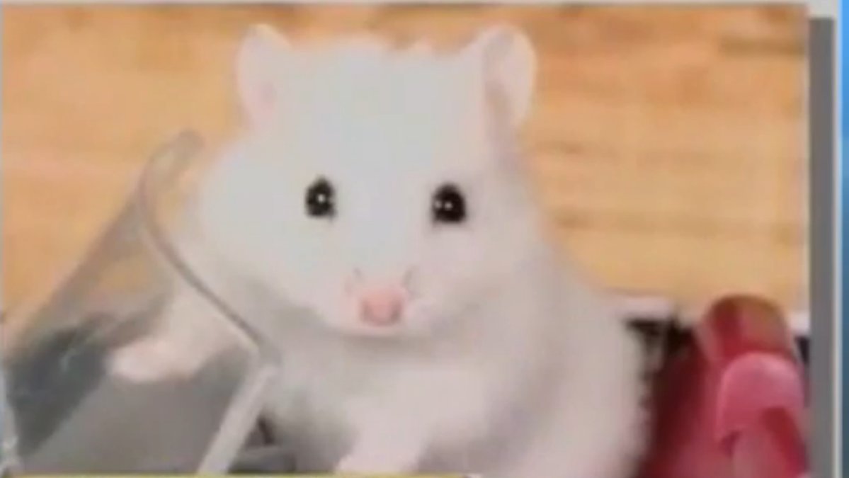 En hamster fick föras till säkert förvar efter en fyllefärd.